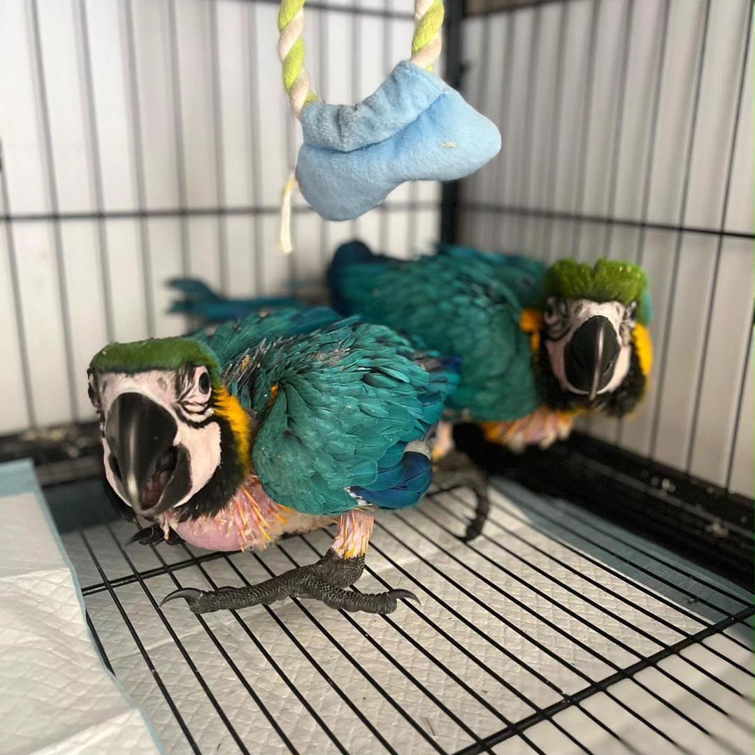 Baby Macaw for Sale