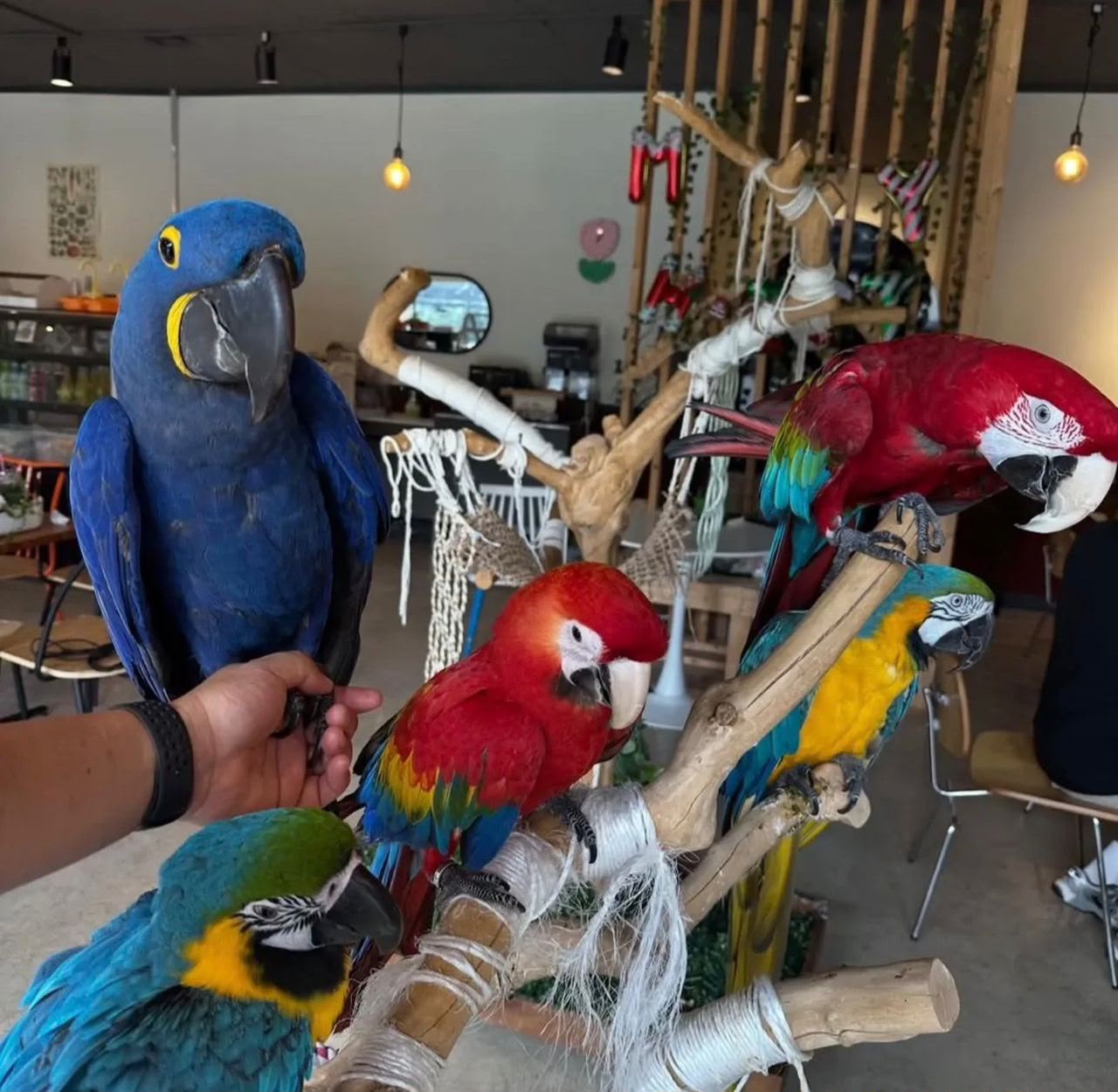 Macaws for Sale