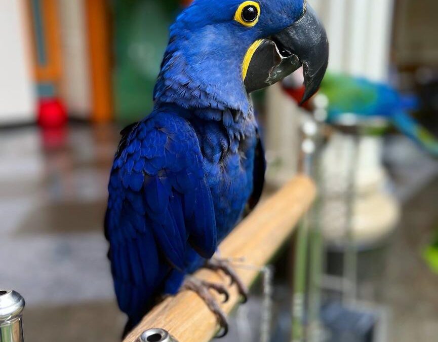 Oscar Baby Hyacinth Macaw