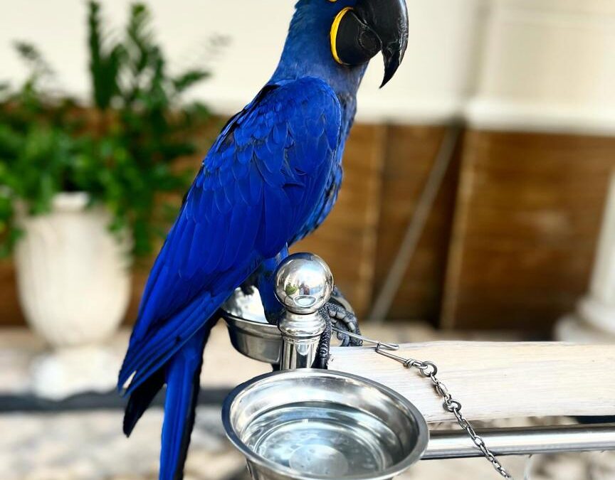 Pearl Baby Hyacinth Macaw